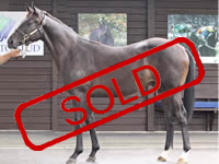 STRAVINSKY/GOURMET DE MARS FILLY